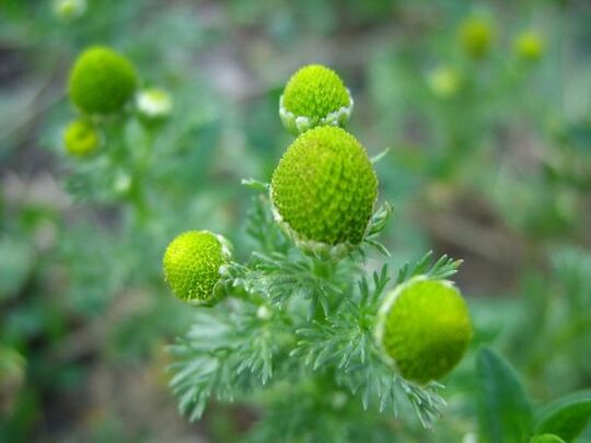 kamamila belauneko artrosia tratatzeko